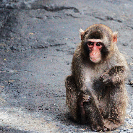 young Snow Monkey