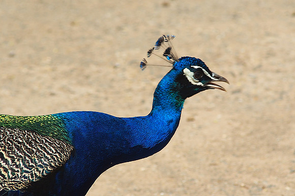 royal blue profile