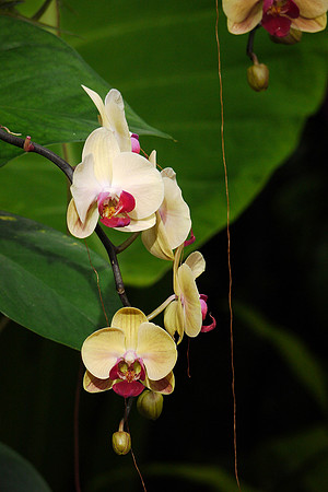 Phalaenopsis orchids, Longwood Gardens