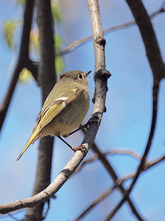 Ruby-Crowned Kinglet, Central Park
