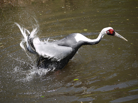 Splish-splash