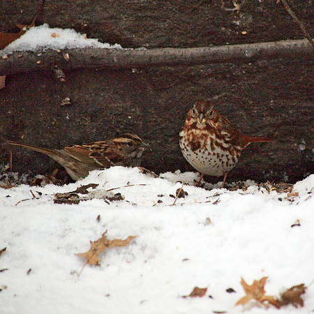 Sparrows