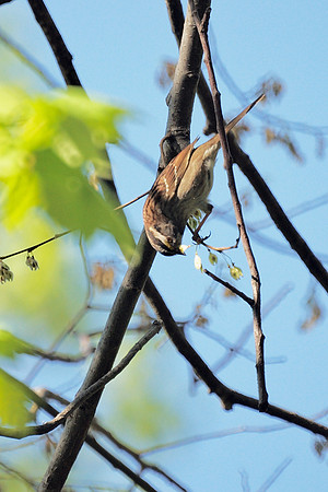 White-Throated Sparrow, Central Park