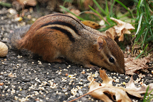 Chipmunk, NY Botanical Garden