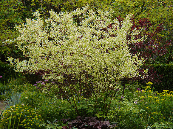 Conservancy Garden, Central Park