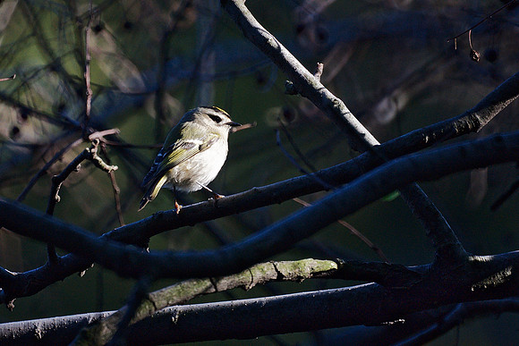 Golden-Crowned Kinglet, Central Park