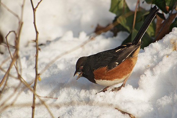 Towhee in snow