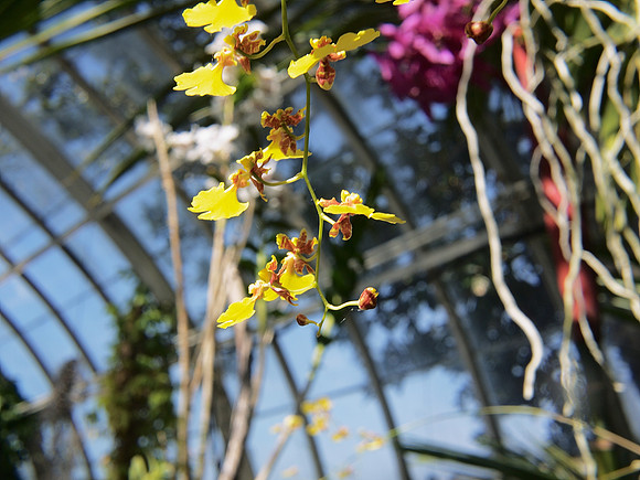 Haupt Conservatory