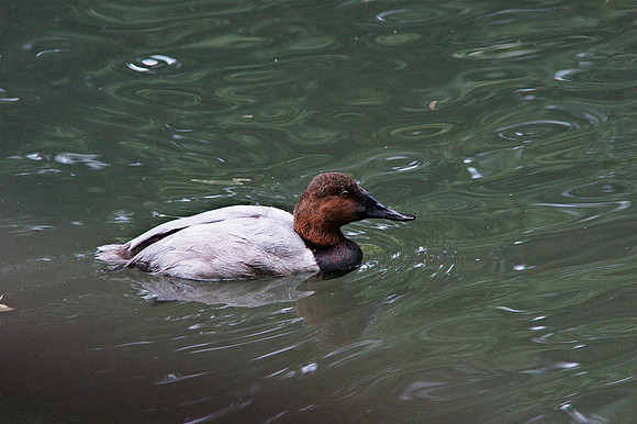 Canvasback Duck