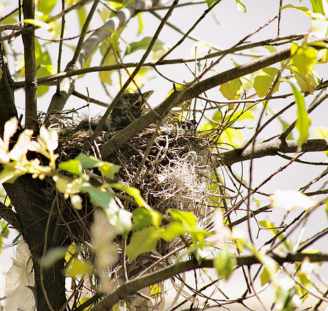Baby Robin in nest, Central Park