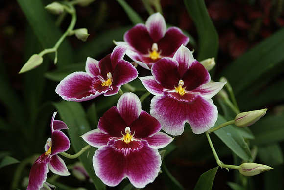 Miltoniopsis Hajime Ono