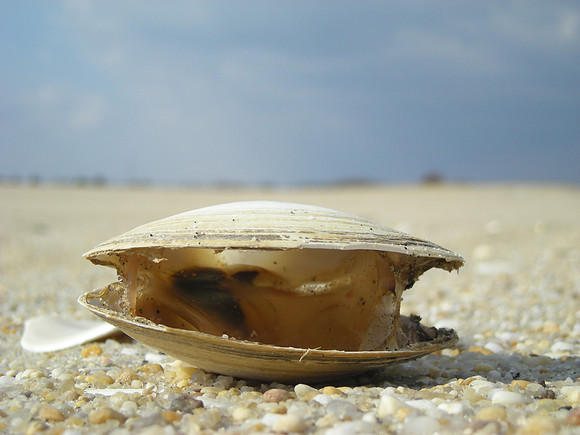 unhappy clam #4