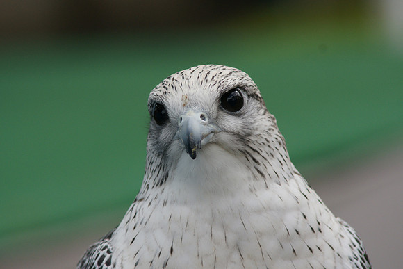 Gyrfalcon