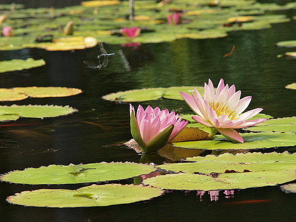 Dragonflies and Water Lilies