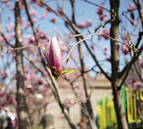 Union Square magnolia