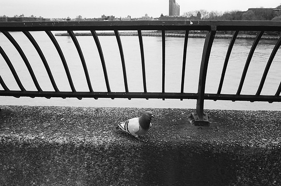 Pigeon, Carl Schurz Park