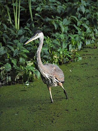 Great Blue Heron, Turtle Pond