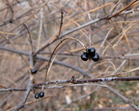 Winter berries, Central Park
