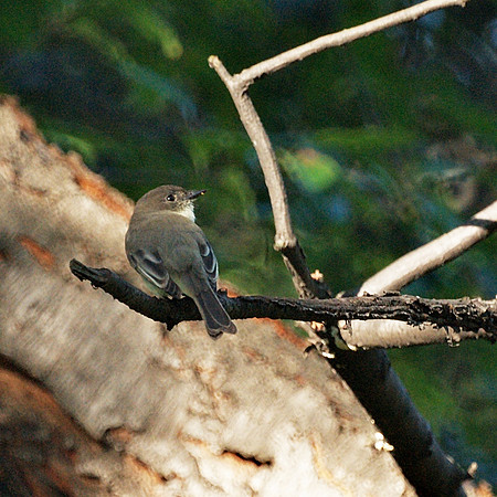 Eastern Phoebe, Central Park