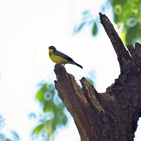 Canada Warbler, Central Park