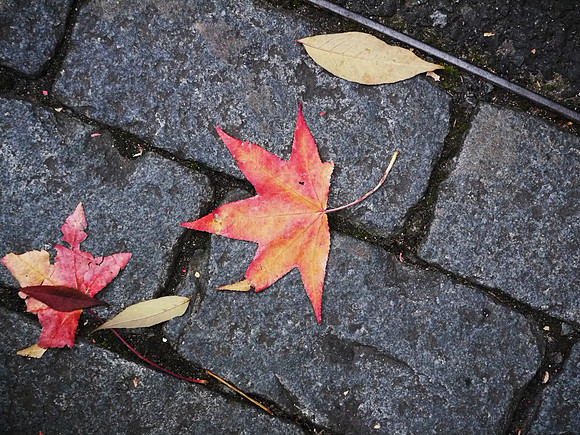 Fallen Leaves,  Bronx Zoo