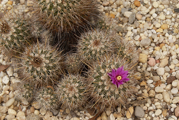cactus and flower