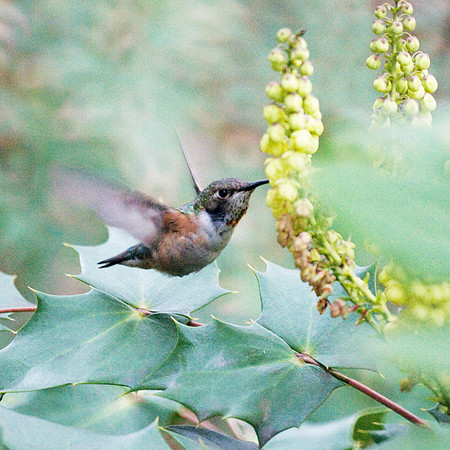 Rufous Hummingbird, Theodore Roosevelt Park
