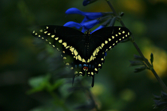 Black Swallowtail, Brooklyn Botanic Garden