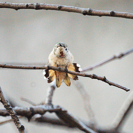 Rufous Humingbird, Theodore Roosevelt Park