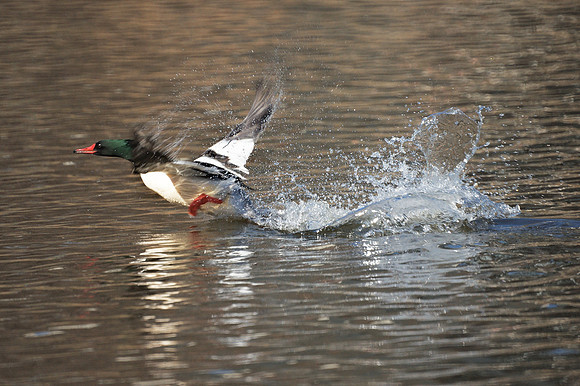 Common Merganser, Harlem Meer, Central Park