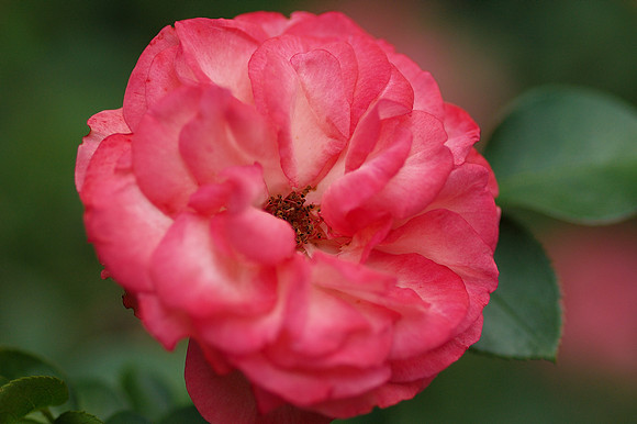 Rose, Brooklyn Botanic Garden