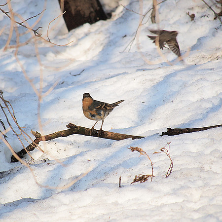 Varied Thrush, Central Park