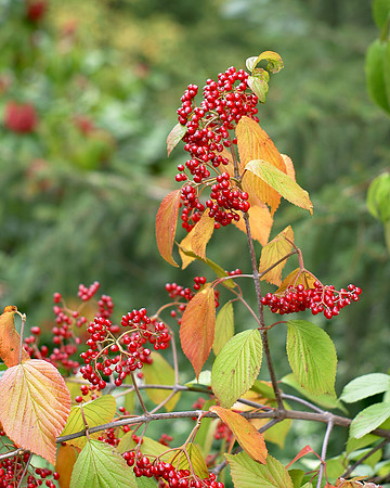 Berries