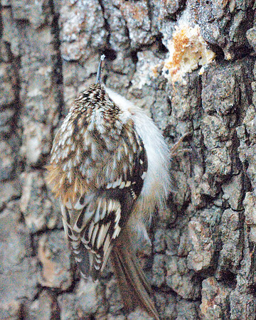 Brown Creeper, Central Park