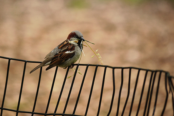 Sparrow with nest material, Central Park