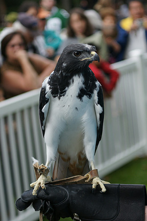African Buzzard