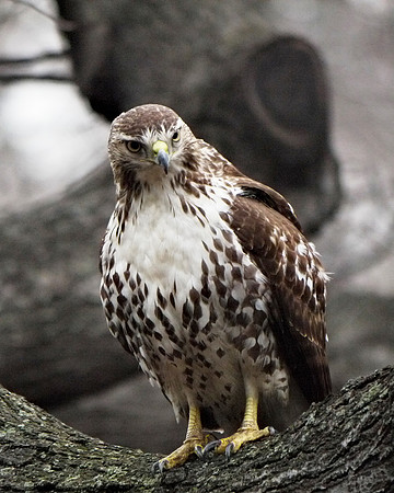 Young Red-Tailed Hawk, Theodore Roosevelt Park