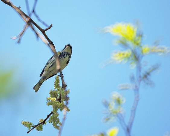 Yellow-Rumped Warbler, Central Park