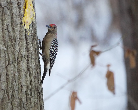 Red-Bellied Woodpecker, Central Park