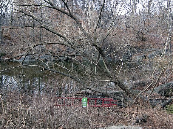 Willow, Bank Rock Bay, Central Park