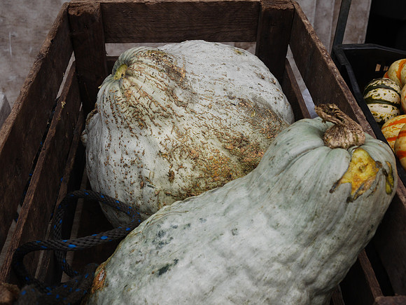 Blue Hubbard Squash, Union Square greenmarket
