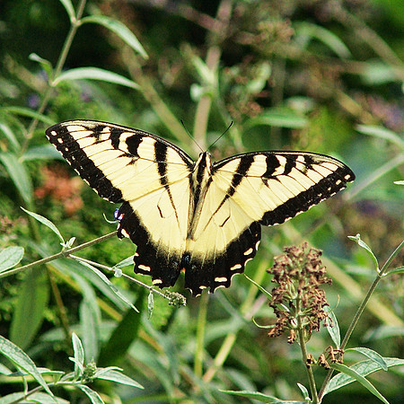 Eastern Tiger Swallowtail, Brooklyn Botanic Garden