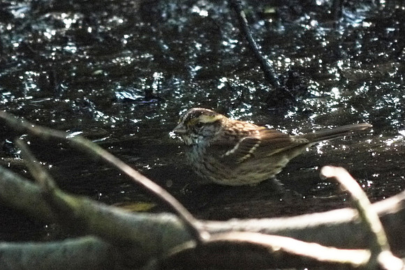 White-Throated Sparrow, Central Park