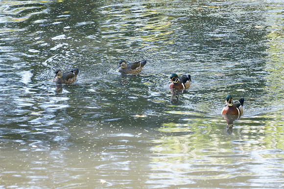 Wood Ducks, Central Park