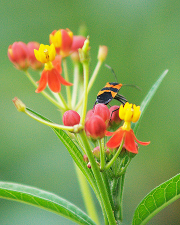 Bokeh bug