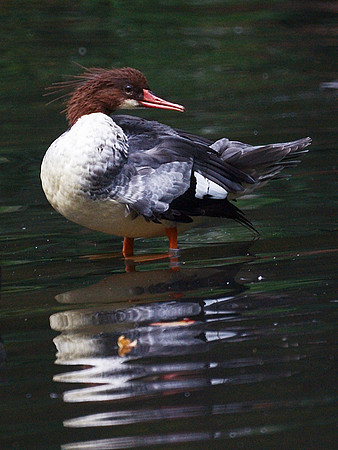 Merganser
