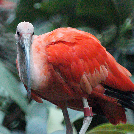 Scarlet Ibis, Bronx Zoo