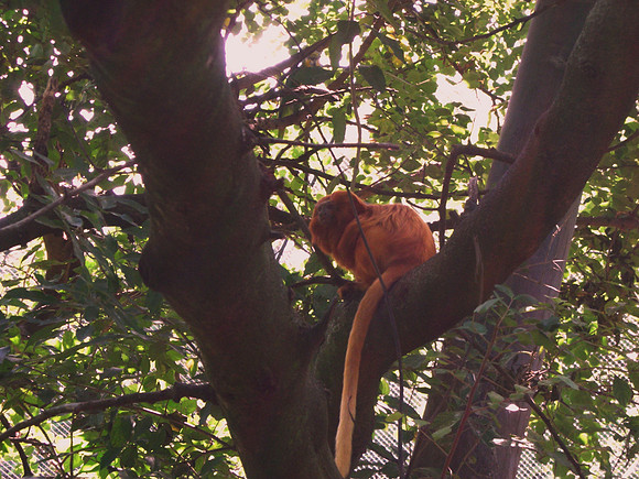 Tamarin
