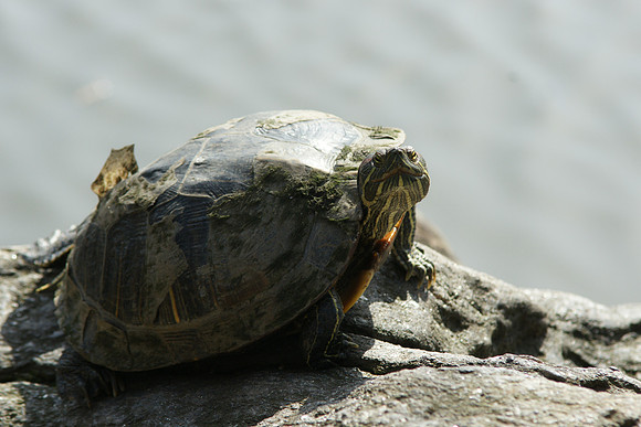 Turtle, Central Park Lake