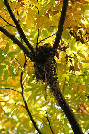 Bird nest and apple